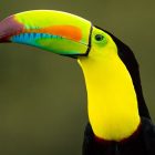 Birds of South America